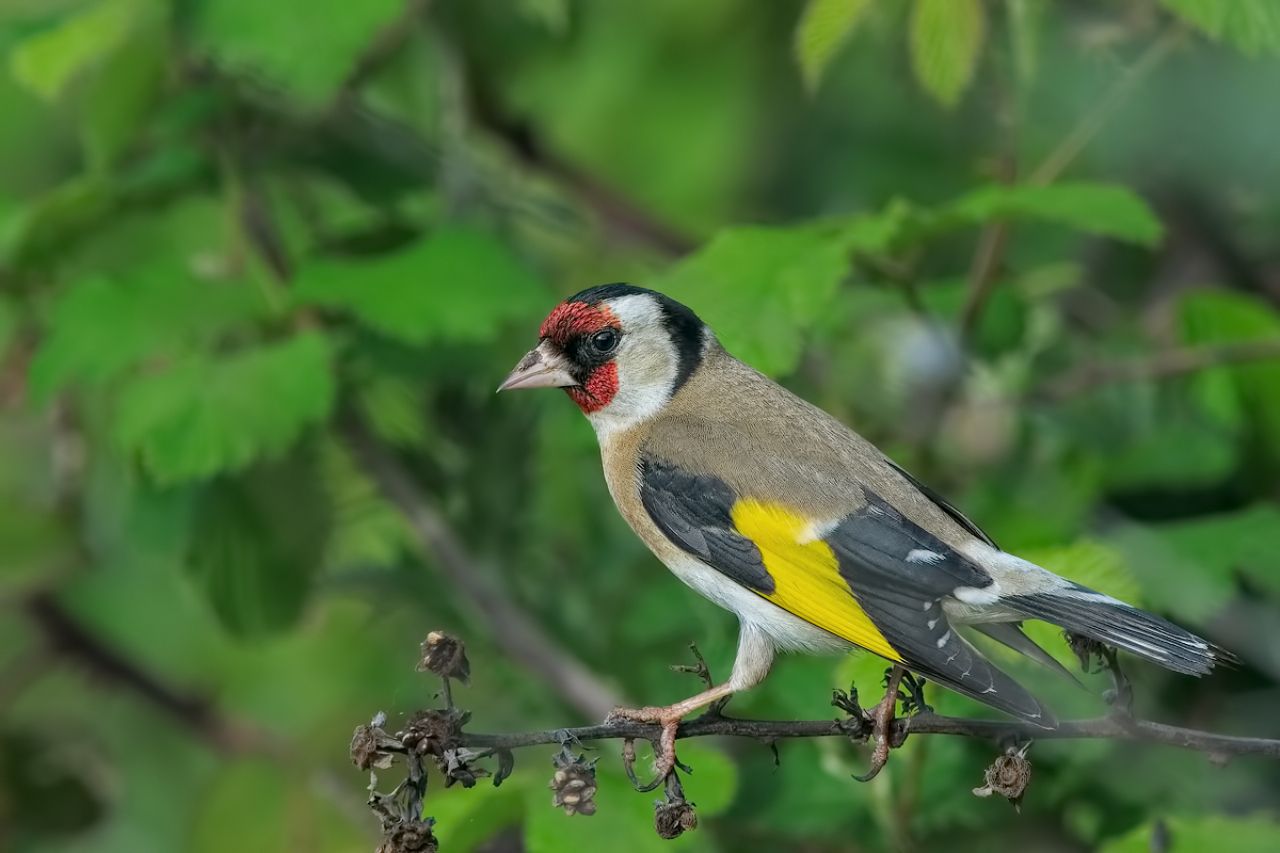 Cardellino (Carduelis carduelis)